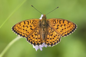 Brenthis hecate - Twin-spot Fritillary - Saumfleck-Perlmuttfalter, Croatia, imago, Europe
