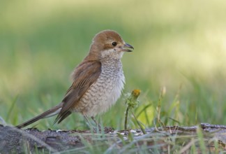 Red-backed Shrike (Lanius collurio) female calling on ground, Aosta Valley, Italy, Europe