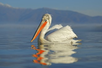 Bird landing to the blue lake water. Bird fly. Dalmatian pelican, Pelecanus crispus, landing in