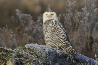 Snowy Owl (Bubo scandiacus), British Columbia, Canada, North America