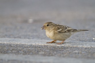 House Sparrow - Haussperling - Passer domesticus ssp. hufufae, adult female, Oman, Asia