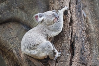 Koala (Phascolarctos Cinereous) resting on a tree, Brisbane, Queensland, Australia, Oceania