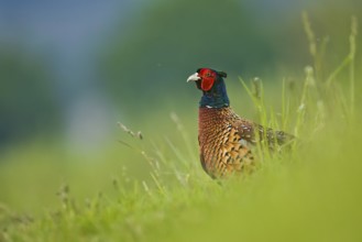 Common Pheasant (Phasianus colchicus) male, Bavaria, Germany, Europe