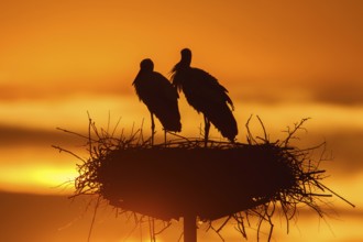 White Stork (Ciconia ciconia) pair on nest, Poland, Europe