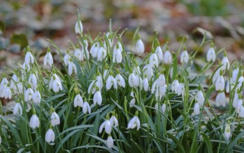Snowdrops (Galanthus), Southern Palatinate, Rhineland-Palatinate, Germany, Europe