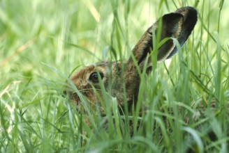 European brown hare (Lepus europaeus) sitting in its manger in a meadow, North Rhine-Westphalia,