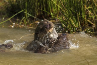 An otter playing violently in the water with a splash fountain, European otter (Lutra lutra),