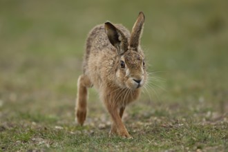European brown hare (Lepus europaeus) adult animal running in grassland in spring, England, United