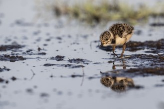 Young lapwing (Vanellus vanellus), Lower Saxony, Germany, Europe