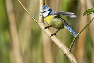 Blue Tit (Parus Caeruleus) Germany