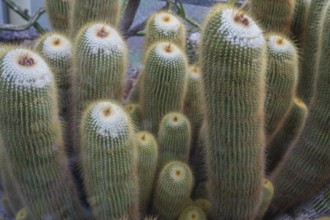 Cacti (Micranthocereus strecker), Botanical Garden Erlangen, Middle Franconia, Bavaria, Germany,