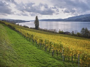 Discoloured vines at Lake Hallwil, Seengen, Canton Aargau, Switzerland, Europe