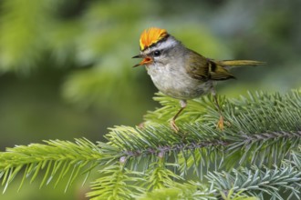 Golden-crowned Kinglet (Regulus satrapa) perched on a branch in Seward, Alaska