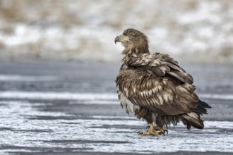 White-tailed Eagle (Haliaeetus albicilla) juvenile on ice, Poland, Europe