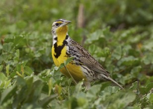 Western Meadowlark (Sturnella neglecta)