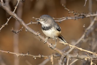 Banded Parisoma (Sylvia boehmi), Ethiopia, Africa