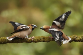 Appelvink mannen vechtend op stok, Hawfinch males fighting on branch