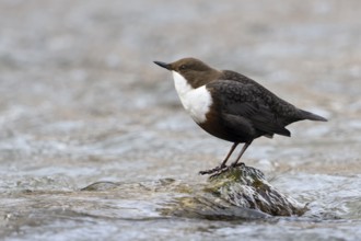 White-throated Dipper (Cinclus cinclus), North Rhine-Westphalia, Germany, Europe