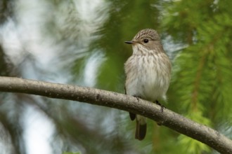 Spotted Flycatcher (Muscicapa striata) perched on a branch, Dalarna, Sweden, Europe