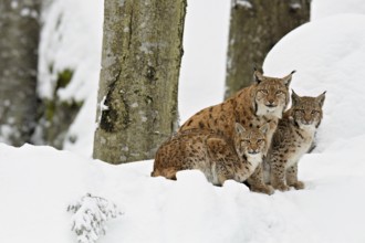 Eurasian lynx (Lynx lynx), mother sitting with cubs in the snow, captive, Germany, Europe