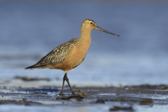 Bar-tailed Godwit (Limosa lapponica), Alaska, USA, North America