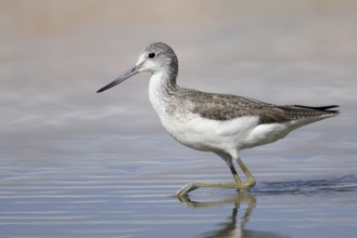 Common Greenshank (Tringa nebularia), Gambia, Africa