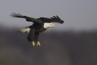 Bald Eagle (Haliaeetus leucocephalus) flying, Iowa, USA, North America