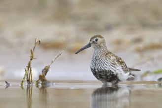 Dunlin (Calidris alpina) foraging, North Rhine-Westphalia, Germany, Europe