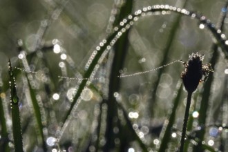 Meadow in spring with dewdrops, Germany, Europe