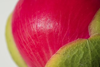 Bud just in front of flowering, pink peony (Paeonia) against a white background