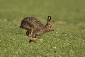 European brown hare (Lepus europaeus) adult animal running in a farmland cereal field, England,