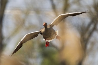 Goose flying through a clear sky with trees in the background, Greylag Goose (Anser anser),