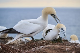 Northern gannet (Morus bassanus) couple before a love game on the cliff, wildlife, Helgoland,