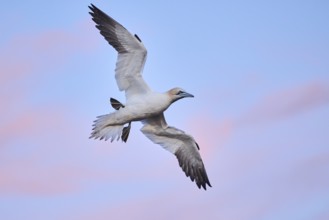 Northern gannet (Morus bassanus) flying in the sky at sunset, wildlife, Helgoland, Germany, Europe