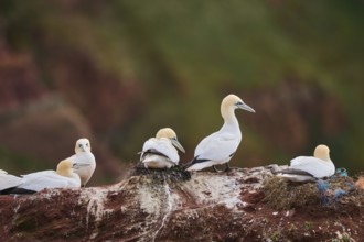 Northern gannet (Morus bassanus) colony on the cliffs, wildlife, Helgoland, Germany, Europe
