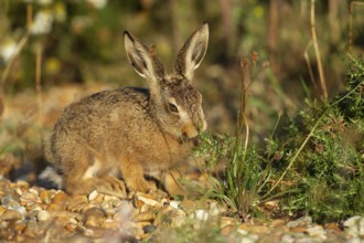 European brown hare (Lepus europaeus) juvenile leveret feeding in grassland in summer, England,