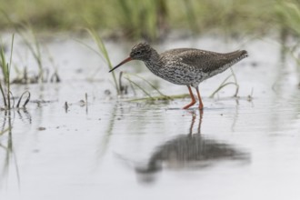 Redshank (Tringa totanus), Lower Saxony, Germany, Europe