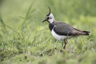 Lapwing (Vanellus vanellus) with young, Lower Saxony, Germany, Europe