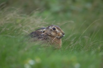 European brown hare (Lepus europaeus) adult animal feeding in grassland, England, United Kingdom,