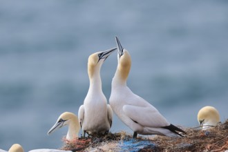 Northern gannet (Morus bassanus) greet each other with their beaks in the colony, at sunset,