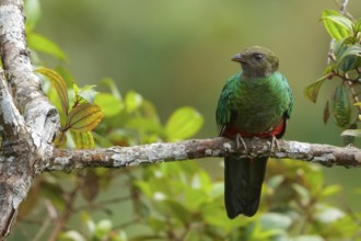 Golden-headed Quetzal (Pharomachrus auriceps) perched on a branch in the Andes Mountains of