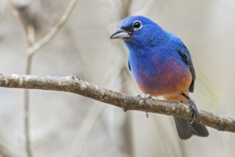 Rose-bellied Bunting (Passerina rositae) perched on a branch in Oaxaca, Mexico, Central America