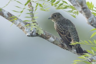Blue Cotinga (Cotinga nattererii) perched on a branch in Panama