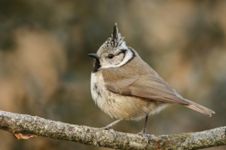 European Crested Tit (Lophophanes cristatus), perched on a branch, Castile and Leon, Spain, Europe
