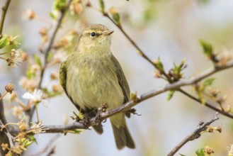 Common Chiffchaff (Phylloscopus collybita) perched on a branch, Baden-Wuerttemberg, Germany, Europe