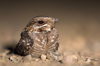 Red-necked Nightjar (Caprimulgus ruficollis) on ground, Andalusia, Spain, Europe