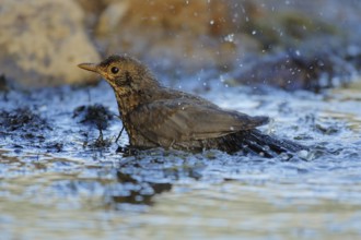 Common Blackbird (Turdus merula) juvenile bathing, Andalusia, Spain, Europe