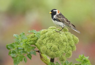 Lapland Longspur (Calcarius lapponicus) male on plant, Alaska, USA, North America