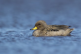 Speckled Teal (Anas flavirostris) swimming on a small pond in the Falkland Islands