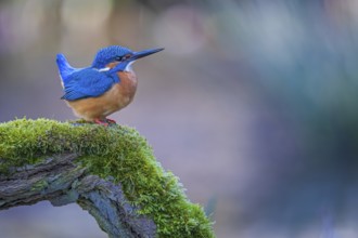 Common Kingfisher (Alcedo atthis) male perched on a mossy branch, Saxony-Anhalt, Germany, Europe